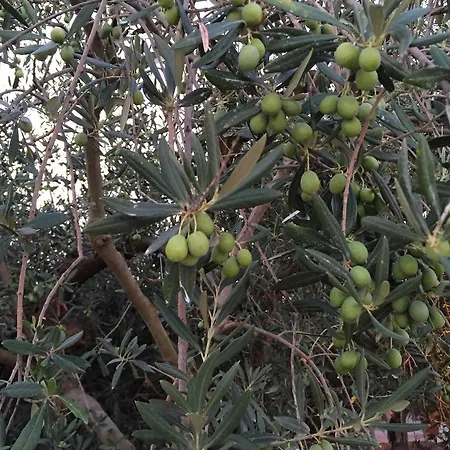 Maneri's * Balestrate